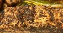 Sumac Garlic Baked Salmon with Leeks and Mushrooms